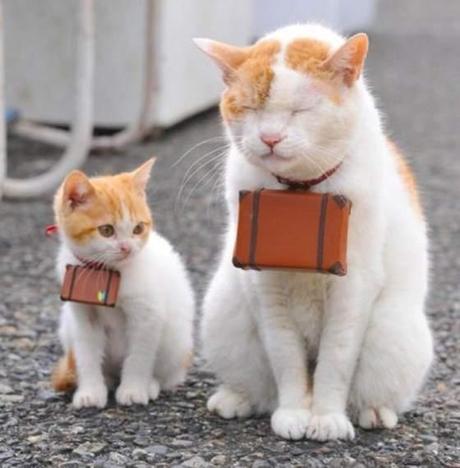 travelling cats 8