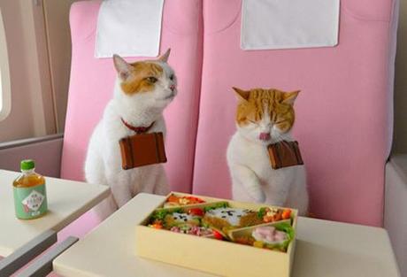 travelling cats 2