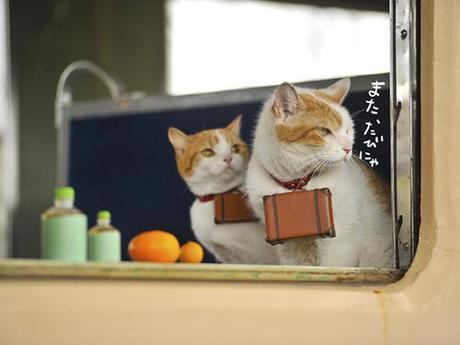travelling cats 1