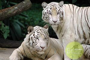 tigres_zoo_chine_chinois_suicide_insolite
