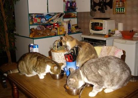 chat, cat, cats, chats, trio