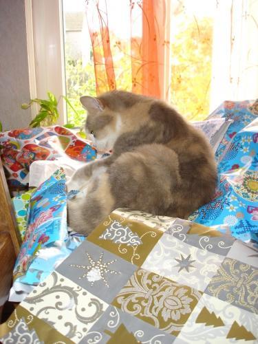 chat, cat, cadeau, present