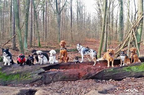 Bild 2 My Own Project  Hauptstadthun.de