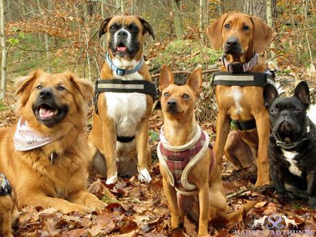 Bild 1 My Own Project  Hauptstadthun.de