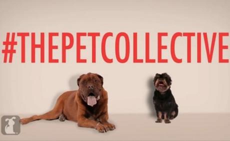 the-pet-collective-600x369