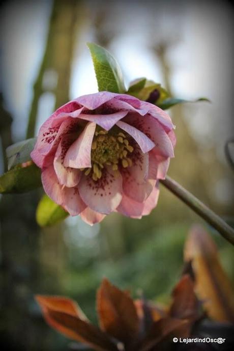 Jolie découverte au jardin...