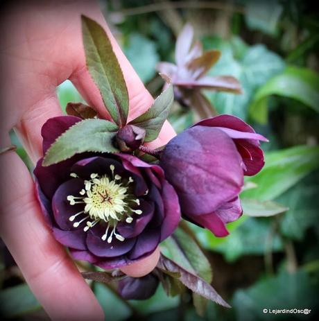Jolie découverte au jardin...