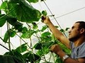 immigrés actifs plus nombreux France 2012 qu’en 2008