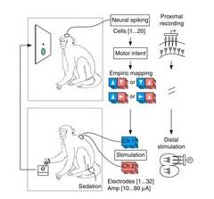 PARALYSIE: La pensée d'un singe contrôle le mouvement d'un autre – Nature Communications