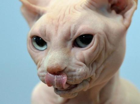 Faut pas croire tout ce qu'on dit, nous ne sommes pas tous à poil....