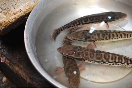 Kampot (Jour 5, 15 février 2014)