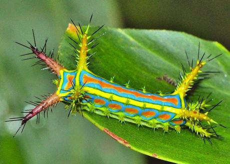 mogwaii-insectes-chenilles-papillons (10)