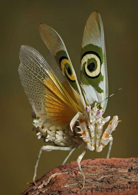 mogwaii-insectes-chenilles-papillons (3)