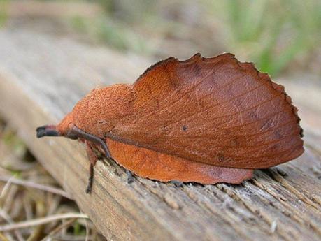 mogwaii-insectes-chenilles-papillons (23)