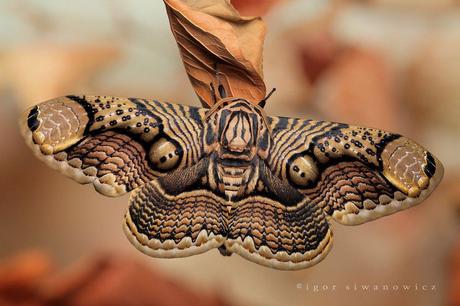 mogwaii-insectes-chenilles-papillons (19)
