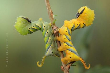 mogwaii-insectes-chenilles-papillons (20)