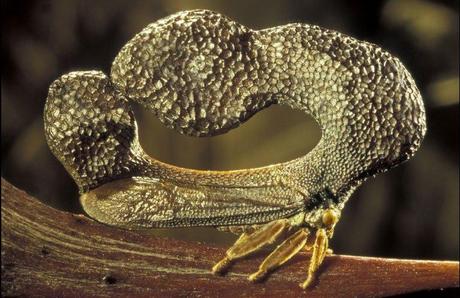 mogwaii-insectes-chenilles-papillons (41)