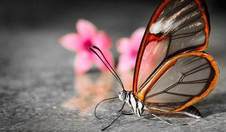 mogwaii-insectes-chenilles-papillons (2)