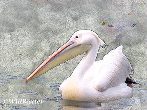 Test de PopAGraph sur iPhone et iPad