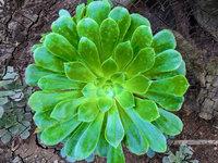 Test de PopAGraph sur iPhone et iPad