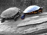 Test de PopAGraph sur iPhone et iPad