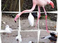 Test de PopAGraph sur iPhone et iPad