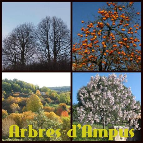 collage arbres2014Ampus