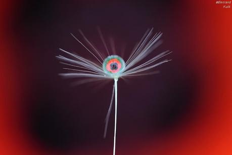 Bertrand Kulik  – drops / macro photographies dandelion