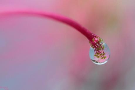 Oh! My Drops ! Bertrand Kulik – drops / macro photographies
