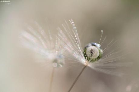 Bertrand Kulik  – drops / macro photographies dandelion
