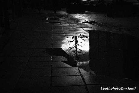 Un arbre dans la ville.