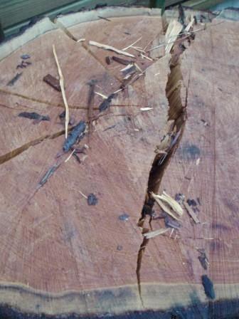 Nous sommes partis sentir l'odeur d'iode et de pins coupés