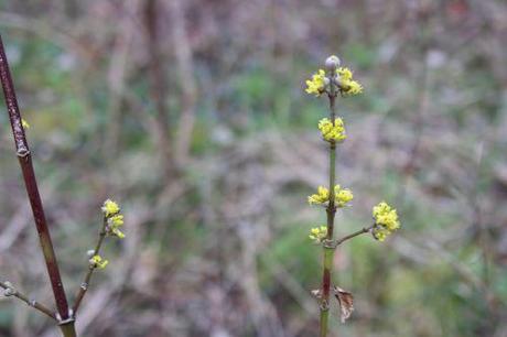 4 cornus yellow romi 16 fev 2014 033 (3).jpg