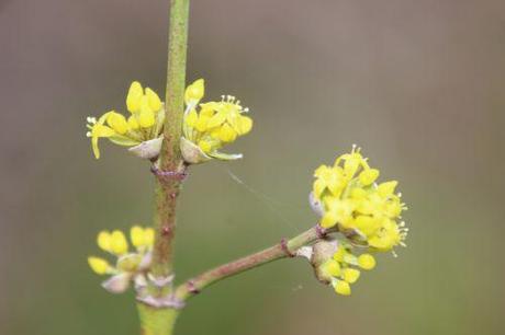 5 cornus yellow romi 16 fev 2014 033 (4).jpg