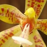 phalaenopsis_1440_550