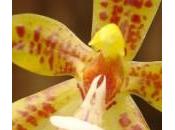 MILLE ORCHIDÉES Jardin plantes