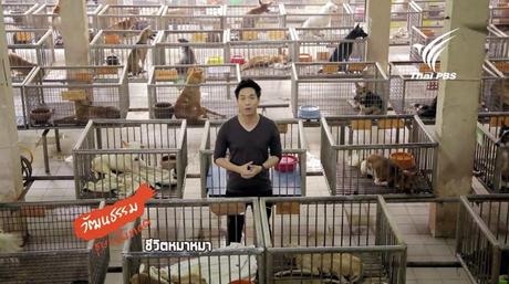 Thaïlande fous de chiens et tonnes d'amour, reportage [HD]