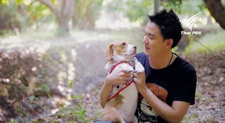 Thaïlande fous de chiens et tonnes d'amour, reportage [HD]