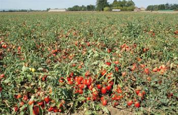 Agriculture : 3.000 hectares pour la tomate industrielle à Guelma