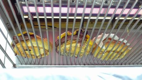 PDG, l'ancêtre du ricain parisien