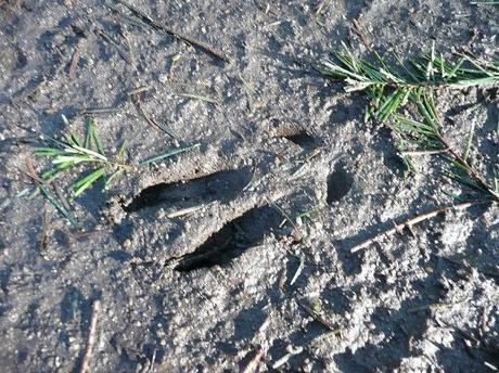 Amoureuse de la Corrèze