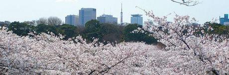 Cerisier fleuri à Tokyo