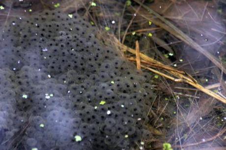 rana romi 23 fev 2014 008 (2).jpg