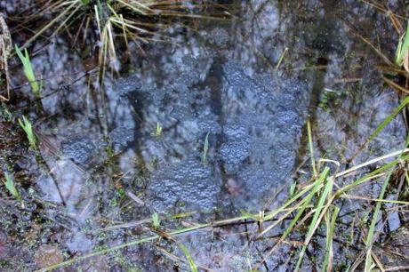 rana romi 23 fev 2014 008 (1).jpg