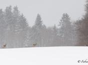 Chevreuils dans panorama enneigé…