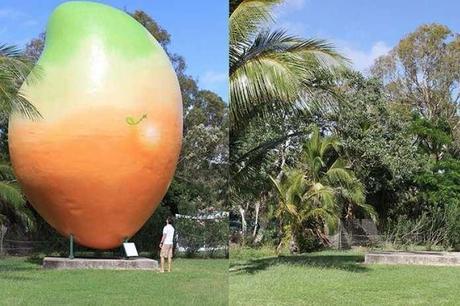 Une mangue de 7 tonnes a été dérobée dans le Queensland (Australie) 