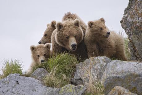 Terre des Ours Mère et sa famille