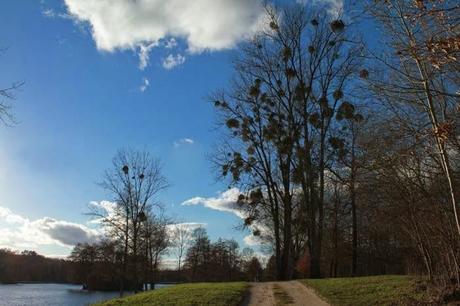 L'étang et les patates