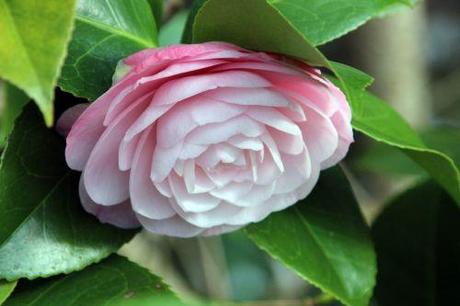 desir veneux 25 fev 2014 001.jpg