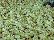 Samsara réalité production alimentaire